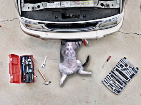 Кот автомеханик