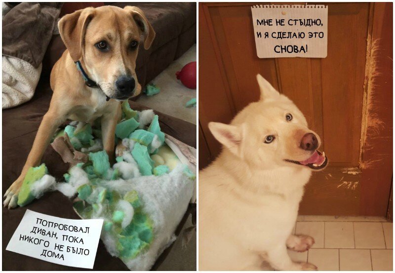 Картинка собаке стыдно