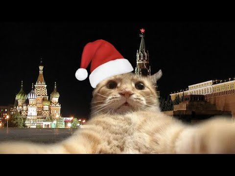 Новогодняя ава с котом