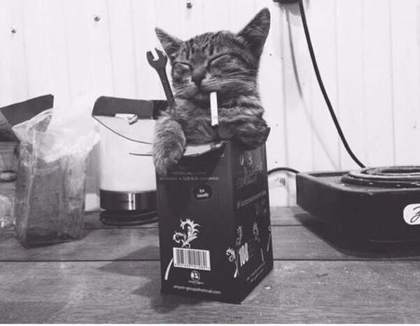 Кот с ключом