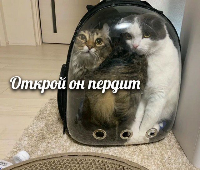 Кот в переноске