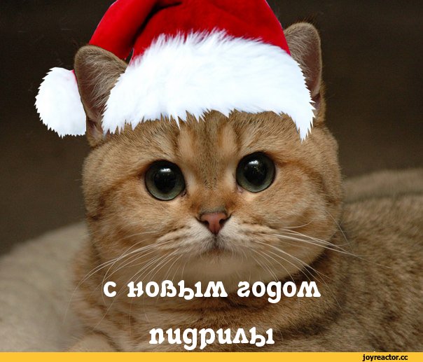 Новогодние коты мемы