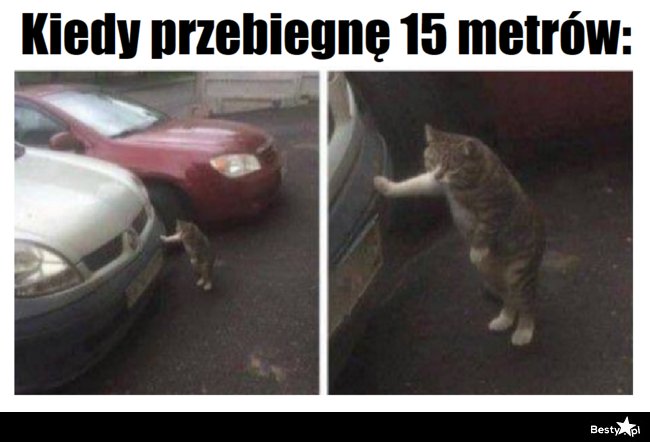 Мем кот с сигаретой у машины