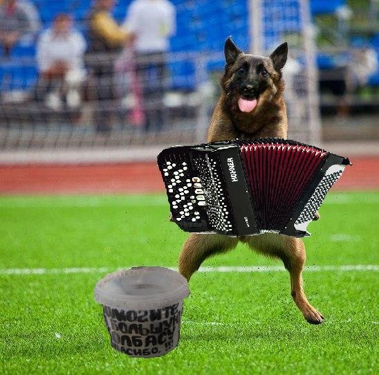 Собака баянист