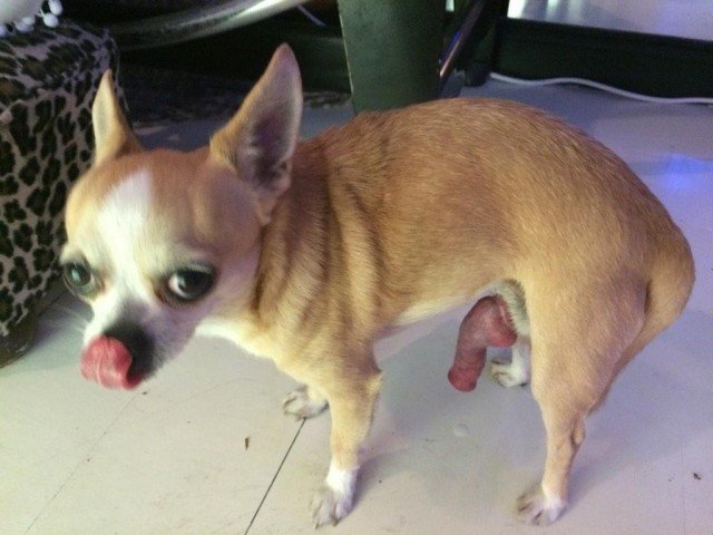 Собаке делают хвостик