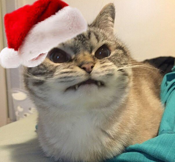 Новогодние аватарки с котиками из мемов