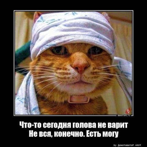 Прикольные коты