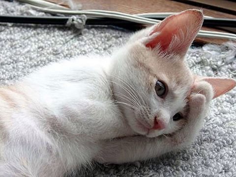 У котика болит голова