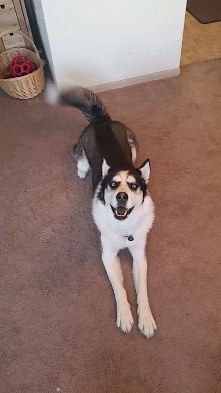 Щенок машет хвостиком