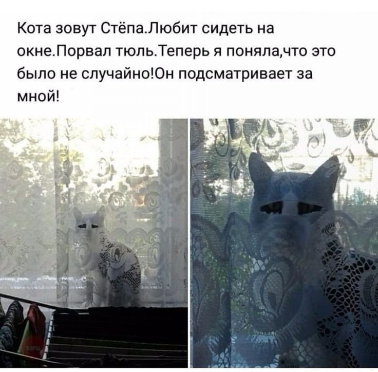 Коты шпионят шутки