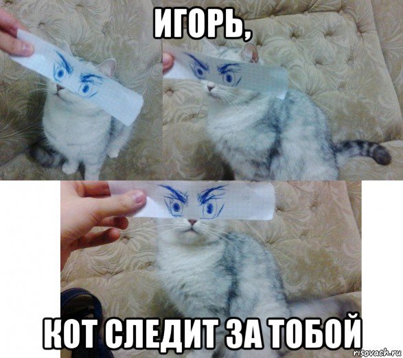 Кот следит