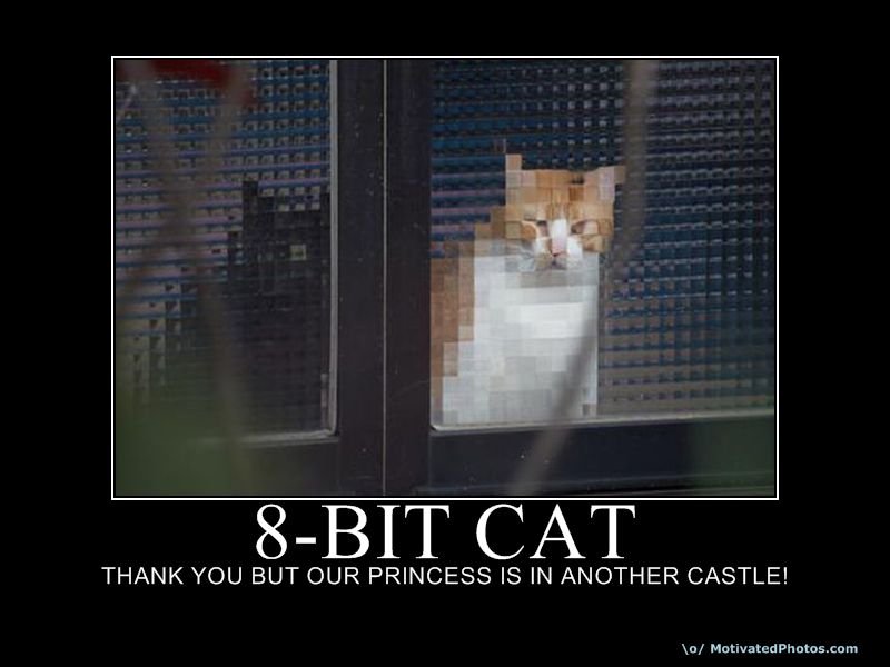 Коты демотиваторы