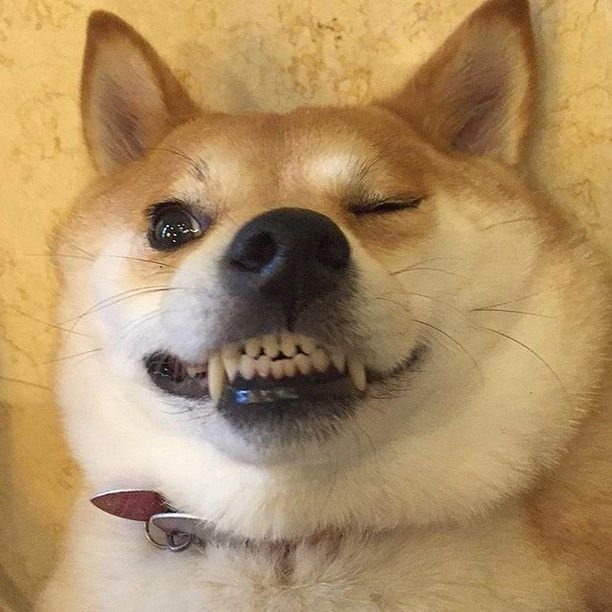 Пес подмигивает