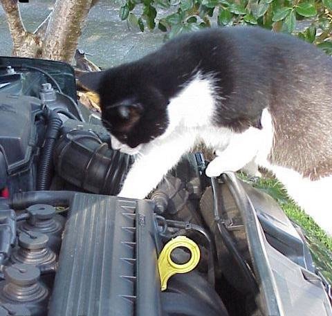 Кот с гаечным ключом Мем