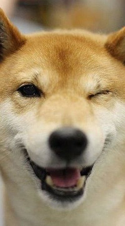 Подмигивающий песик