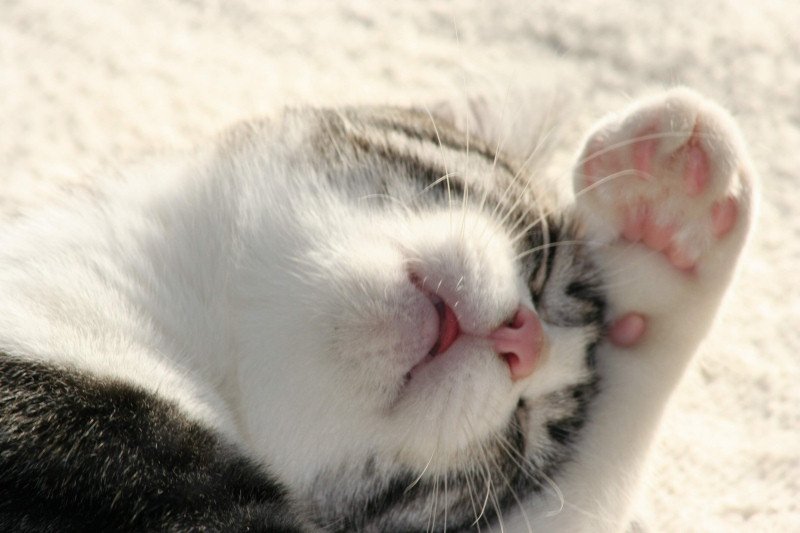 Котик с больной головой