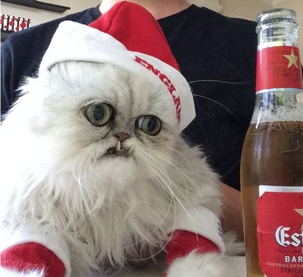 Смешные новогодние коты