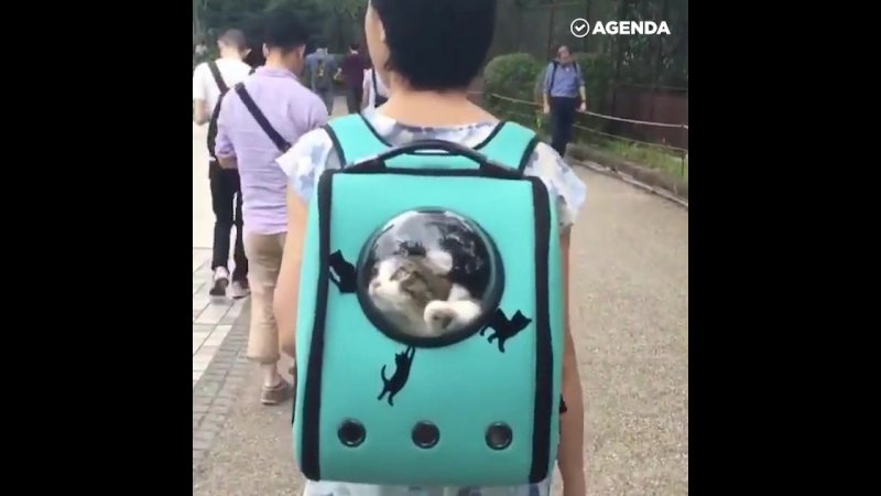 Рюкзак для кота с иллюминатором