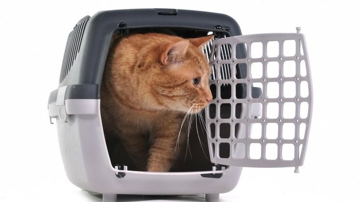 Переноска для кошек