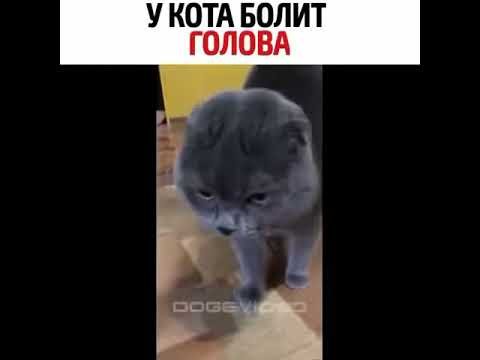 У кота болит голова