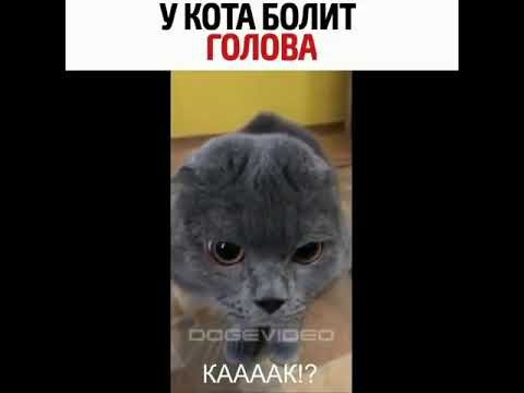 У кота болит голова Мем