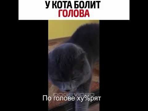 У котика болит голова