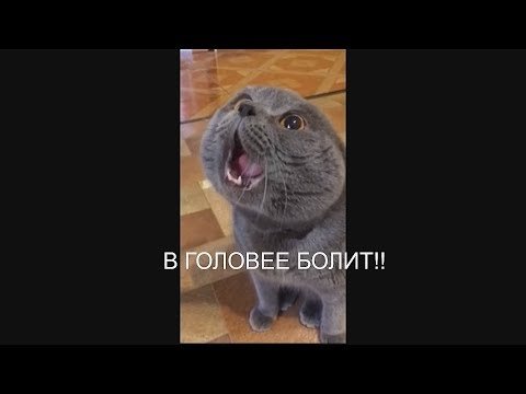 У кота болит голова