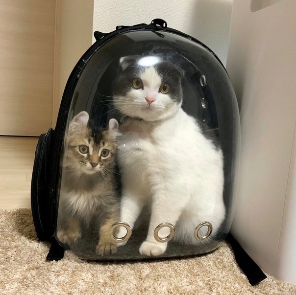 Два котика в переноске
