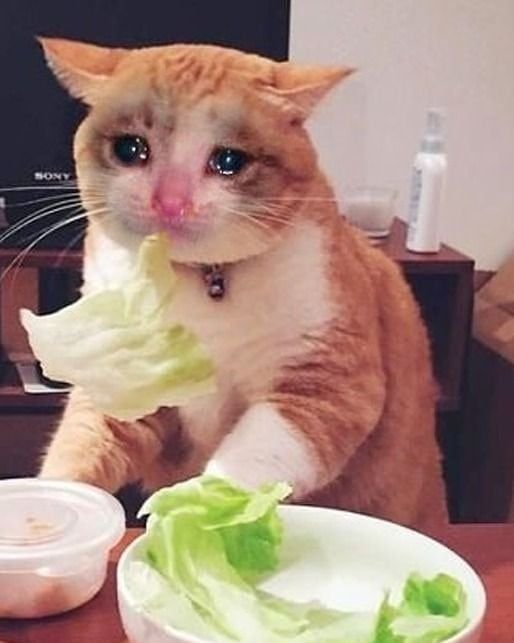 Котик с едой