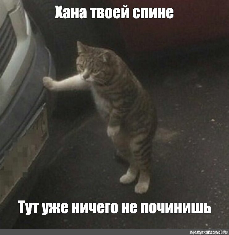 Кот облокотился на машину