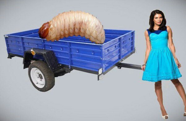 Смешной прицеп