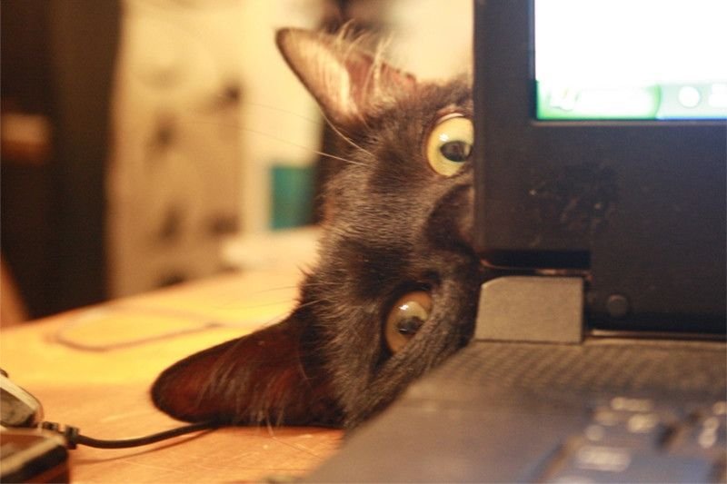 Кот следит за тобой