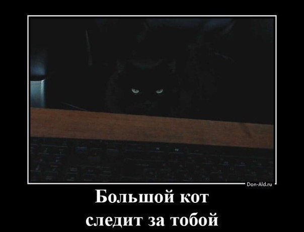 Кот следит