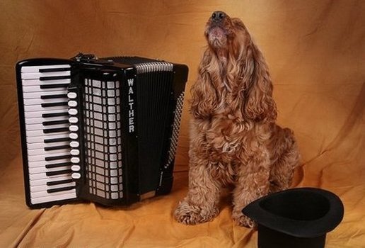 Собака с музыкальным инструментом