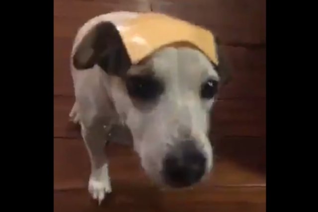 Собака с сыром