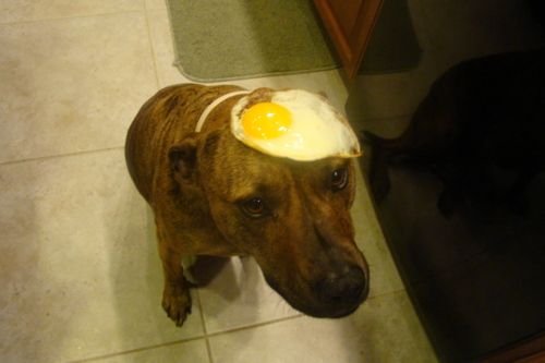 Собачьи яйца на голове