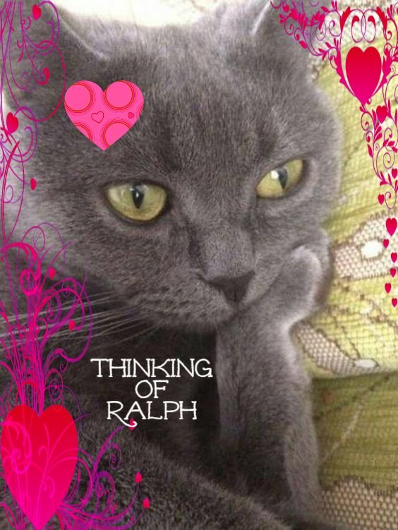 Кот задумчивый