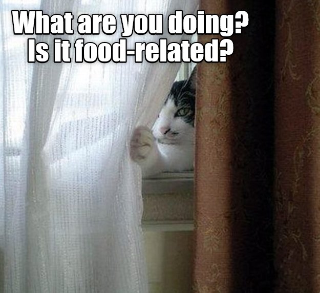 Кот выглядывает из-за занавески