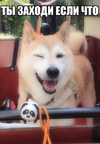 Собака подмигивает