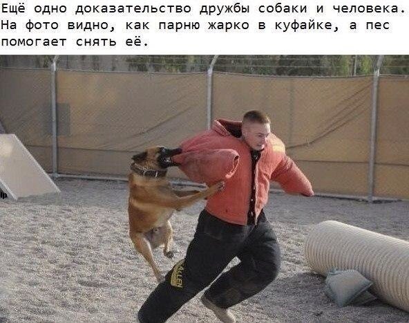 Собака набросилась на человека