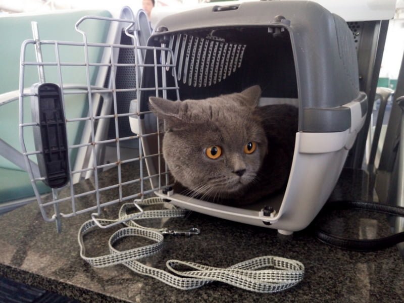 Кошка в переноске