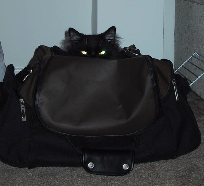 Котенок в сумке