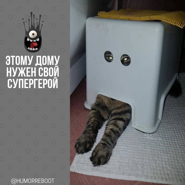 Кот прячется