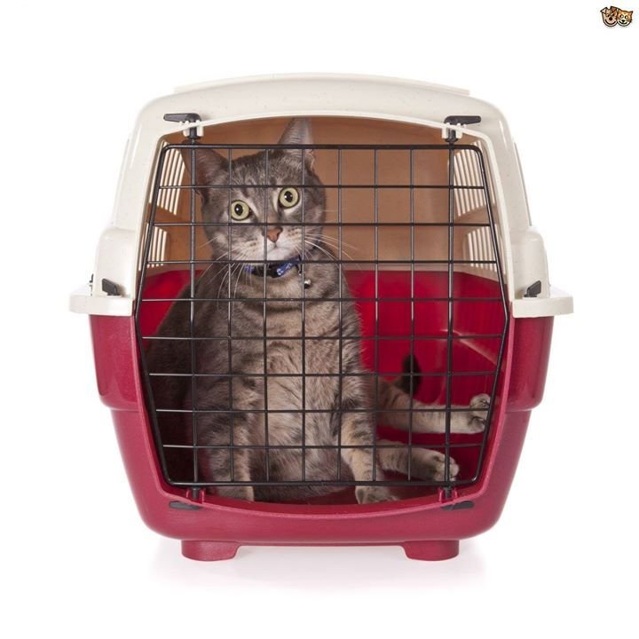 Кошка в переноске