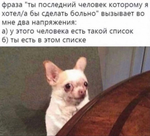 Белая собака сидит