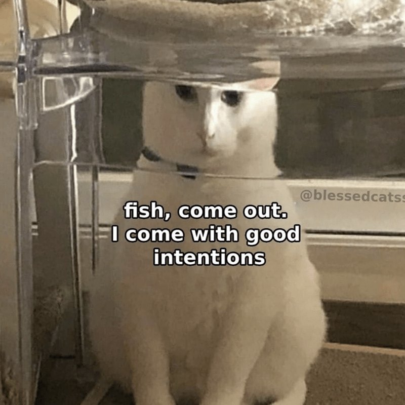 Рыба я пришёл с благими намерениями