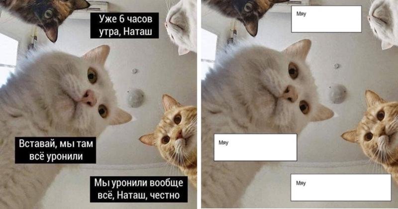Наташа и коты без надписей