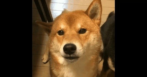 Гифка собака подмигивает