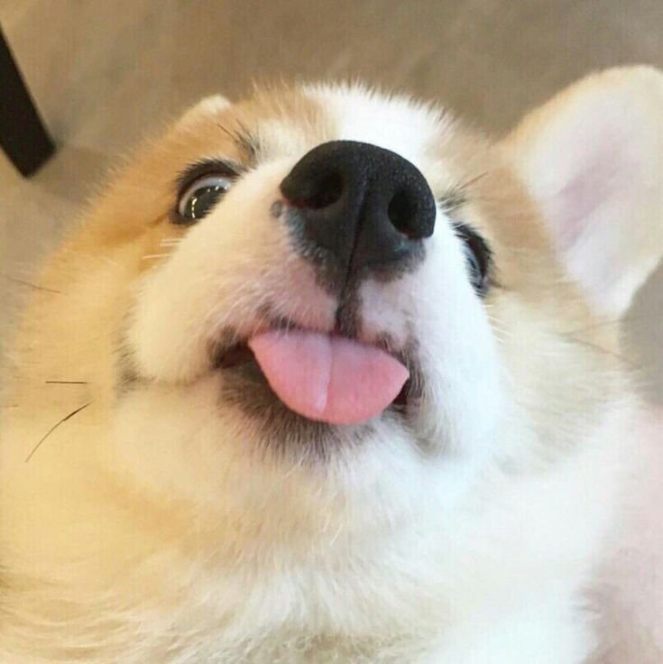 Вельш-корги-пемброк оскал