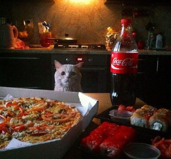 Коты и еда мемы